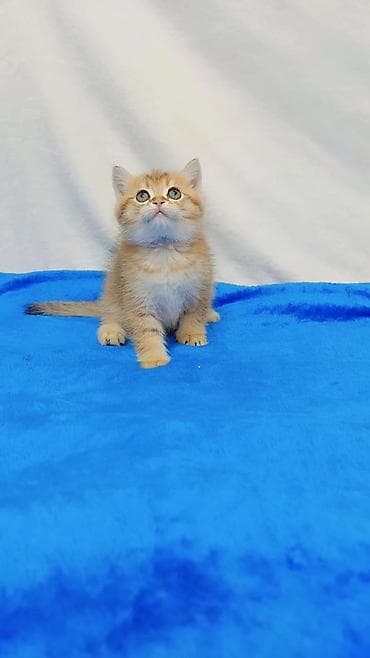 Кошки: Шотландские котята разных возрастов,цен и окрасов . Обращаться по — 4