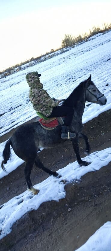 купить бельгийскую овчарку малинуа: Жазга 1 асый Жоош оозу элпек урганы чуркашы жакшы. 😎 — 2