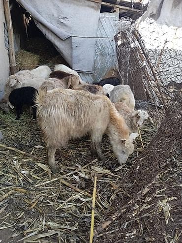ечки кой: Продаю | Ягненок | Полукровка | Для разведения — 9