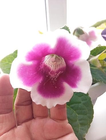 Глоксиния (Sinningia speciosa), коллекционные сорта с крупными at lalafo.kg Глоксиния (Sinningia speciosa), коллекционные сорта с крупными