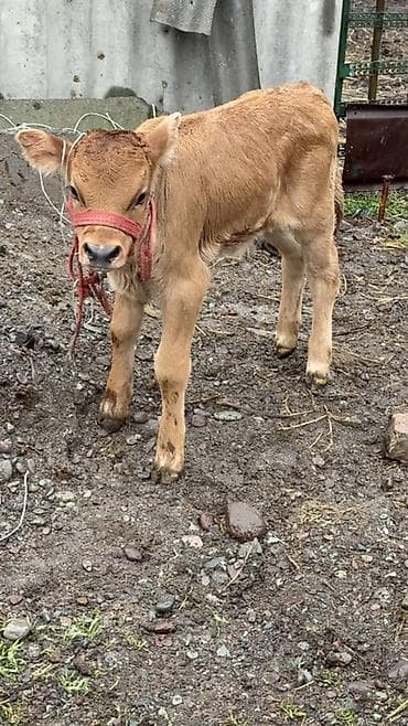 ангус бычок: Продаю | Бык (самец) | Для молока — 1