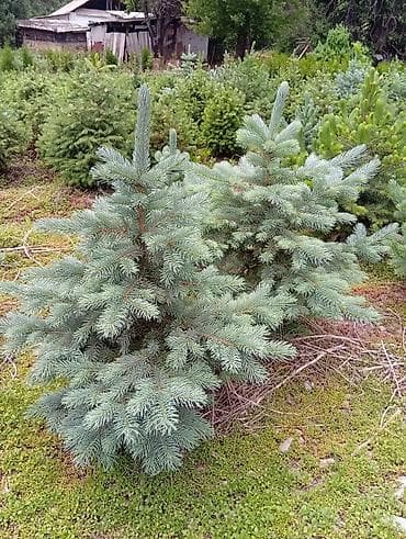 бортики в кроватки с: Ель колючая (Picea pungens) «голубая» - Сортовая голубая хвоя — 2