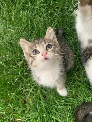 Мышыктар: Отдам в добрые руки. Котята ищут свою семью🐾 🤍 Белая девочка — 2