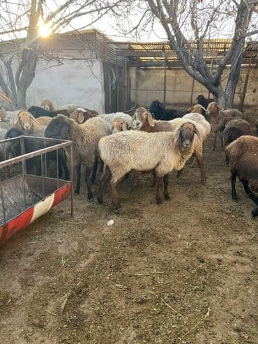 купить собаку для охоты: Продаю | Овца (самка) | Для разведения | Матка — 7