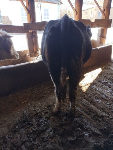 сколько длится беременность коровы: Продаю | Корова (самка) | Симментальская | Для разведения | Стельные — 4