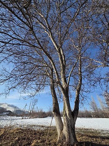 кызыл кияа: Грецкие Орехи! Продаю два больших дерева грецкий орехов, отлично — 6