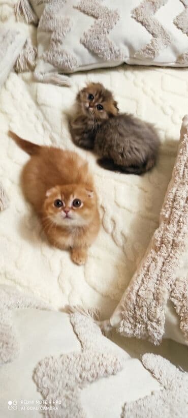 кочкор продаю: Скотиш Фолд (Шотландиялык шалпаң кулак), 5 айлык, Эркек, Кызгыл сары — 6