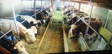 продается барачный дом: Сдаю в аренду сарай для откорма быков лошадей в маевке условия есть — 2