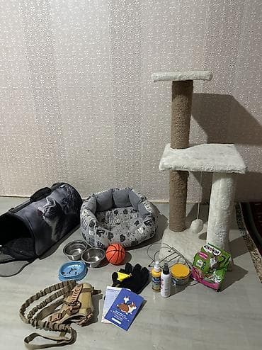 барана стрижка: Скотиш Фолд (Шотландская вислоухая), 3 года, Девочка, Серый, Приучена к лотку, С документами, С прививками — 4