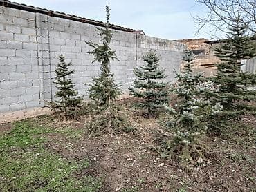 неделю: Саженцы деревьев: Ели, Самовывоз — 7