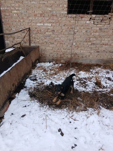 Иттер: Щенок небольшого размера, черный с подпалом. Уши стоячие/полустоячие — 7