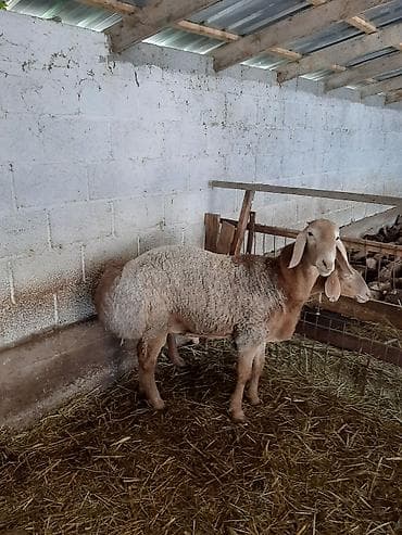 аквариумы с рыбками: Продаю | Овца (самка) | Для разведения — 3