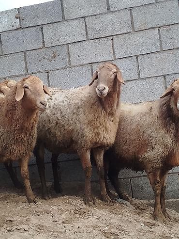 Услуги ветеринара: Продаю | Овца (самка) | Для разведения | Матка — 3
