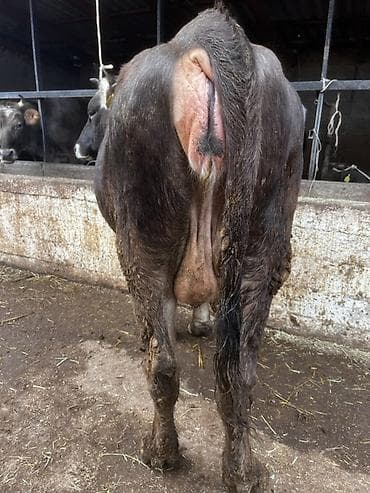 кобыла жеребая: Продаю | Корова (самка) | Для молока | Стельные — 3