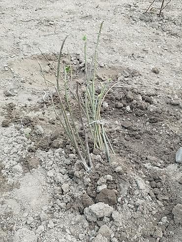 яблоки привосход: Саженцы инжира (желтоплодный сорт) - Тип: листопадный куст/дерево — 3