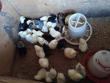 Продаю | Цыплята | Брама, Домашняя, Род-Айленд | Для разведения — 1