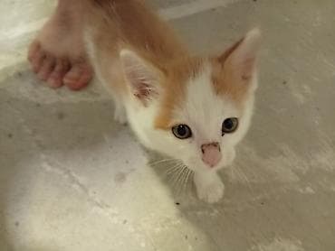 котенок маленький: Мальчик — 2