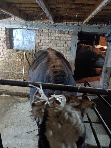 корова для молока: Продаю | Корова (самка) | Для молока | Привязанные — 1