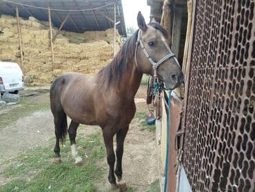 Продаю | Конь (самец) | Рабочий