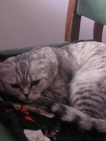 Продажа кошек: Шотландская вислоухая кошка (Scottish Fold) - Окрас: серебристый — 9