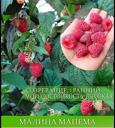 Продаю саженцы Малины 
мапема
маравилла
