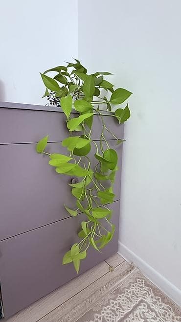 Плющеподобные лианы эпипремнум (Pothos/Scindapsus) в горшках. - Два