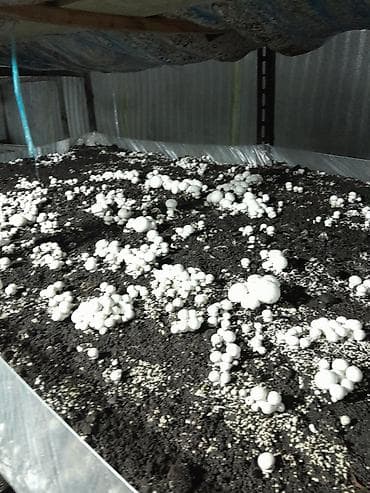 тачки тележки: Шампиньоны культивированные (Agaricus bisporus) - Выращены в — 3
