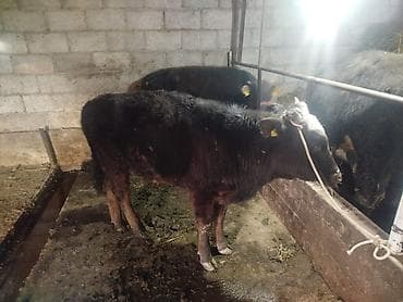 Уйлар, букалар: Сатам | Кунаажын | Бордоп семиртүү үчүн | Байланган — 1