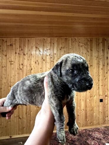 бульдоги: Щенки Канарского Дога (Presa Canario) С документами, прививками 8 — 47