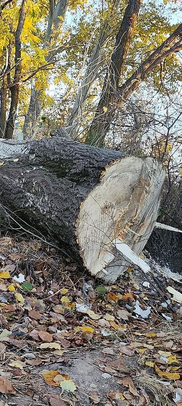 куплю дерево на дрова: Спил деревьеПрофессиональные высотные работы по деревьям удаление — 3