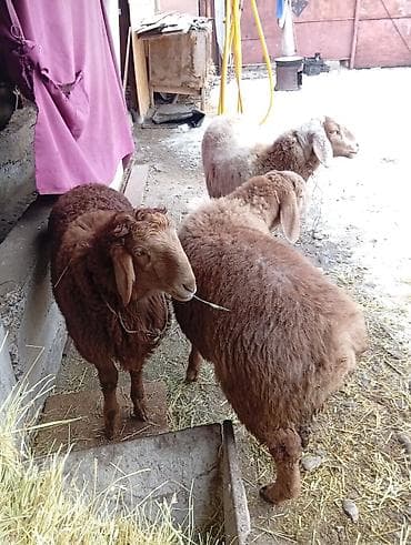 Продаю | Овца (самка) | Для разведения | Матка