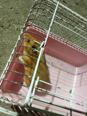 хомяк сирийский: Сирийские хомяки (мальчики). 3 шт. 6 мес им. Отдам по 150 сом — 1