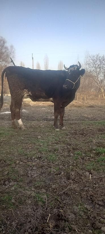 Продаю | Тёлка, Музоо, торпок | Швицкая | Для разведения, Для молока