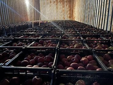 4 pot: Яблоки Превосходное, Оптом — 4