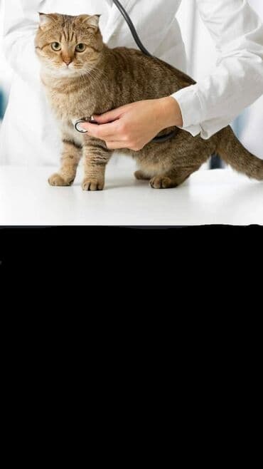 домик для животных: Услуги Ветеринарного врача, вызов на дом, онлайн консультация, лечение — 3