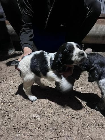 питбуль щенок черный: Щенки английского кокер-спаниеля, черно-белые (пегие/крап) окрасы. - — 9