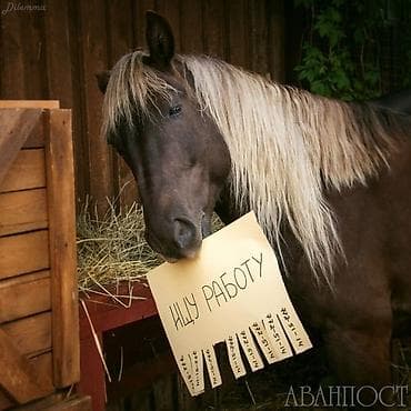 тошок тигем: Таңгактагыч — 1