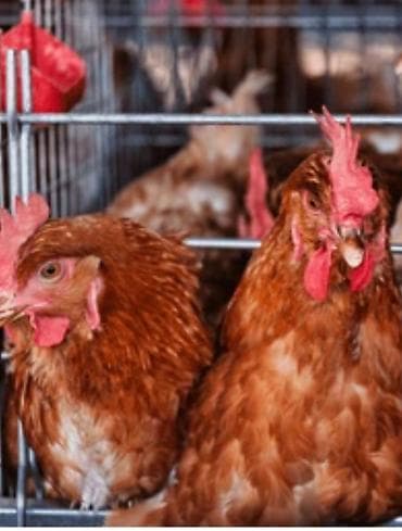 Үй жаныбарлары: Сатам | Тооктор, Короздор — 1