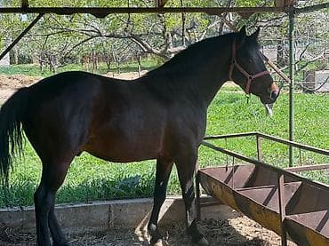 рабочий ат: Продаю | Жеребец | Рабочий | Осеменитель — 3