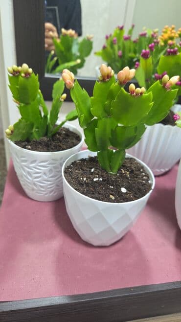 гортензия комнатная: Мини-композиция из суккулентов в кашпо. Состав: - Хавортии (несколько — 8