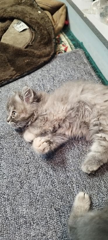 кошки сиямские: 2 месяца, Мальчик, Приучена к лотку — 7