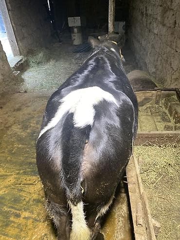 карова дойный: Продаю | Бык (самец) — 4