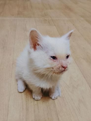 scottish fold: Беспородная, 1 месяц, Девочка, Приучена к лотку — 2