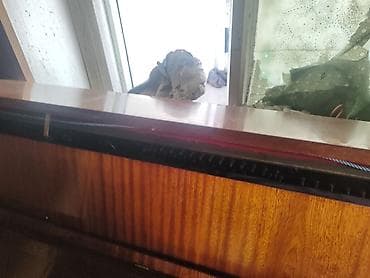 forward apache: Пианино акустическое (вертикальное) - Тип: классическое акустическое — 2