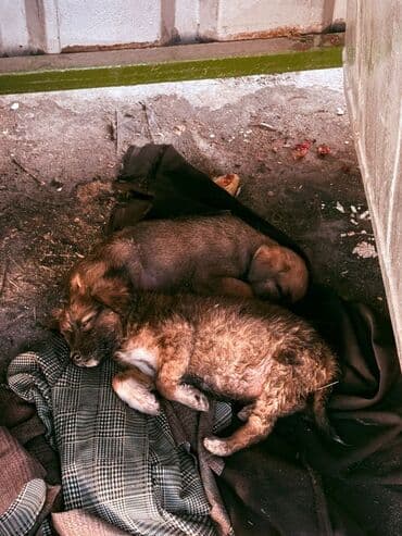 добрые руки: Собака даром: Дворняжка, 1 месяц, Самка — 1