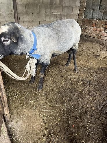 продаю баран: Продаю | Баран (самец) | Романовская | Для разведения | Матка — 3