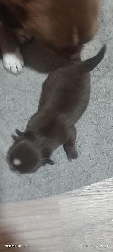 чихуахуа щенки: Продаётся щенок порода чихуахуа. Родители с родословной — 8