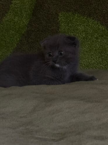 сколько стоит шотландский вислоухий котенок: Скотиш Фолд (Шотландская вислоухая), 1 месяц, Девочка, Биколор, Приучена к лотку, Проглистована — 1