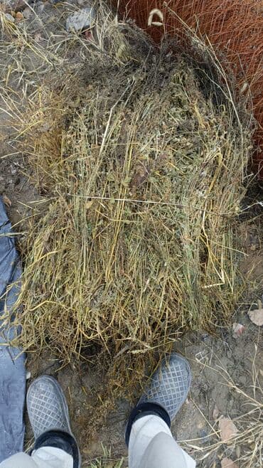 бирки для мрс: Беде сатылат бооланган, 1ООсомдон 100шт бар. Адрес: Баткен — 2