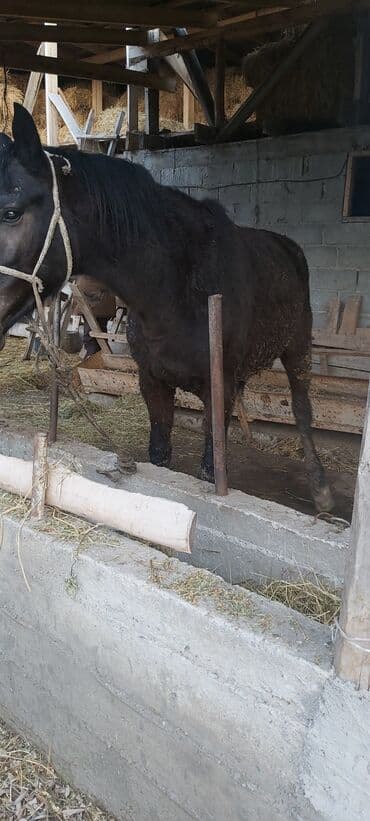 Лошади, кони: Продаю | Конь (самец), Жеребец | На забой, Для разведения — 5